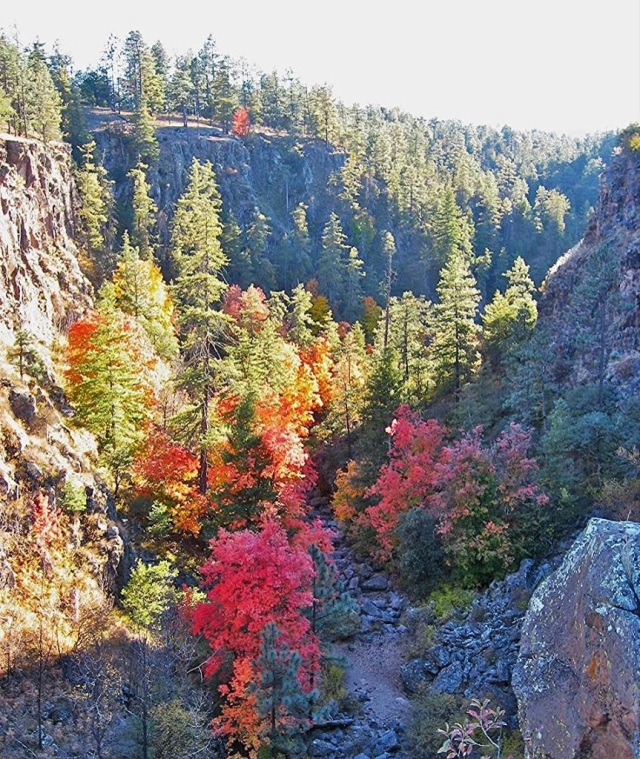 otoño en el bosque de colores claros Igel mantel