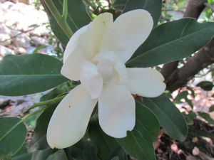 Magnolia del Pacífico (Magnolia pacifica).