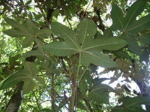 Papaya cimarrona (Oreopanax peltatus).