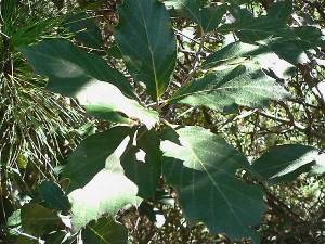 Encino rosillo (Quercus scytophylla).