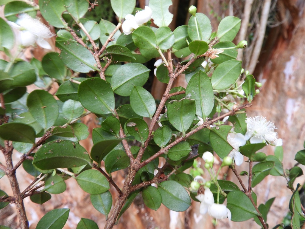 Arrayán (Luma apiculata).