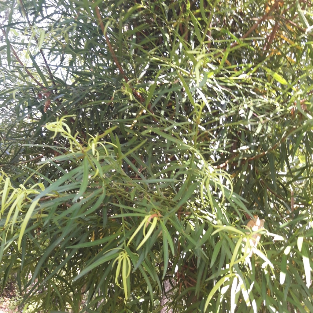 Mañío de hojas largas (Podocarpus salignus).